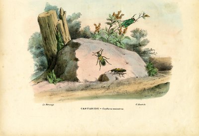 Mouche espagnole, 1863-79 - Raimundo Petraroja